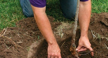 Kdy a jak správně přesadit meruňku na nové místo a pravidla péče o stromy